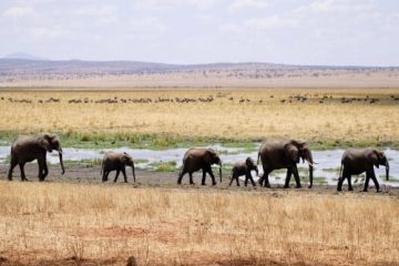 Elephant Safari and Zanzibar Go Budget product