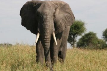 Elephant Safari and Zanzibar Go Luxury product