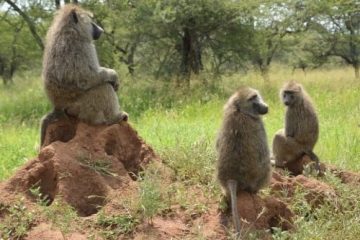 Monkey Safari and Zanzibar Go Budget product