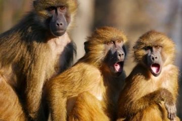 Monkey Safari and Zanzibar Go Luxury product