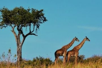 Tarangire, Arusha Safari and Zanzibar Go Budget Product