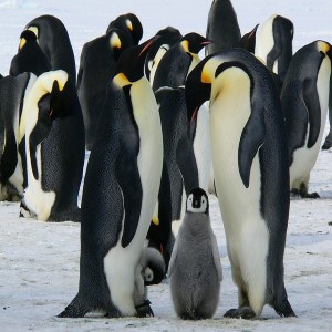 Antarctica Holidays with World Lifetime Journeys. Travel in Antarctica