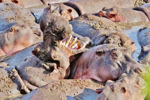 A group of hippos in Serengeti National Park. Travel with World Lifetime Journeys
