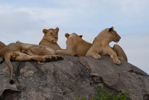 A group of lionesses in Serengeti National Park. Travel with World Lifetime Journeys