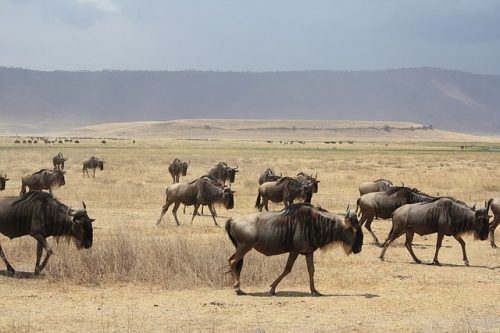 A herd of gnu antelopes in Ngorongoro Crater. Travel with World Lifetime Journeys