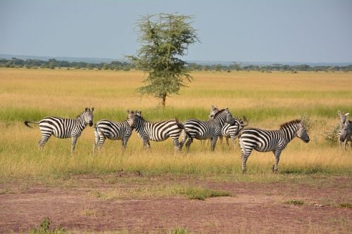 A herd of zebras in Serengeti National Park. Travel with World Lifetime Journeys