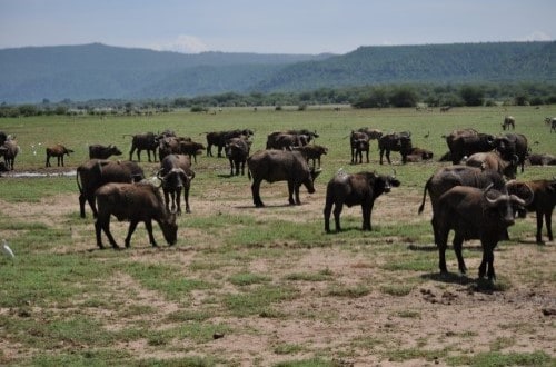 African buffaloes in Lake Manyara National Park. Travel with World Lifetime Journeys