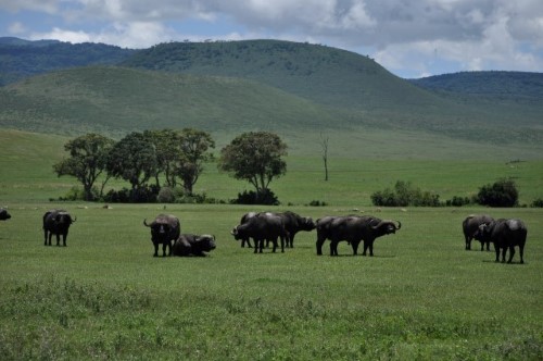 African buffaloes in Ngorongoro Crater. Travel with World Lifetime Journeys