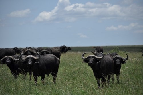 African buffaloes in Serengeti National Park. Travel with World Lifetime Journeys