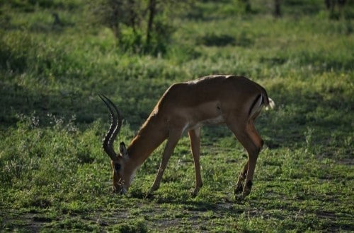 Antelope grazing on Ngorongoro plains. Travel with World Lifetime Journeys