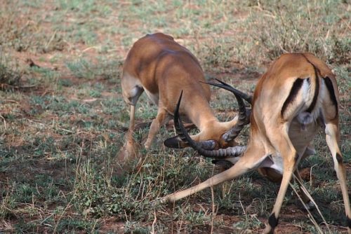 Antelopes fighting in Serengeti National Park. Travel with World Lifetime Journeys