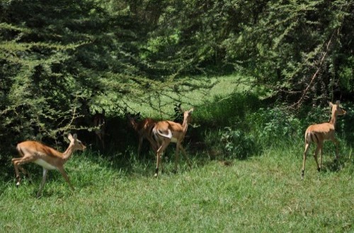 Antelopes in Lake Manyara National Park. Travel with World Lifetime Journeys