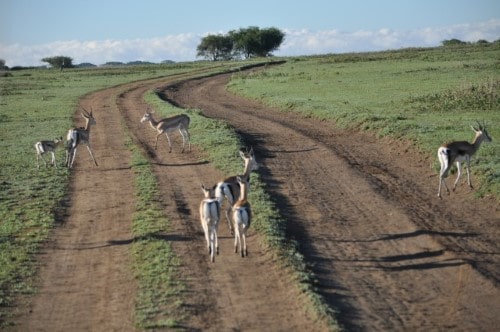 Antelopes in Ndutu area. Travel with World Lifetime Journeys