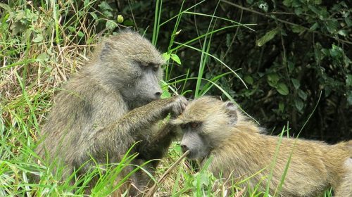 Apes in Arusha National Park. Travel with World Lifetime Journeys