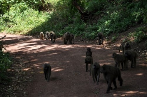 Baboon family in Lake Manyara National Park. Travel with World Lifetime Journeys