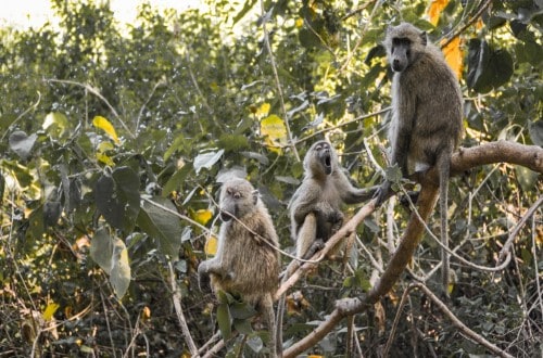 Baboons in Lake Manyara National Park. Travel with World Lifetime Journeys