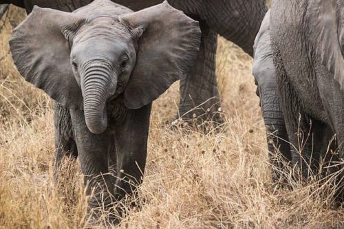 Baby elephant in Serengeti National Park. Travel with World Lifetime Journeys