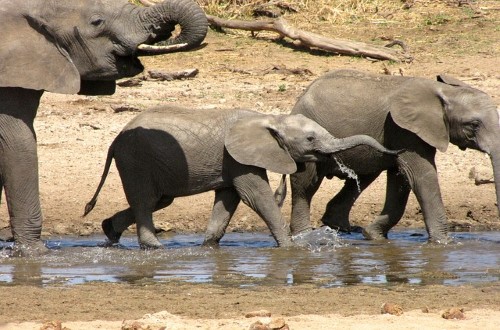 Baby elephants in Tarangire National Park, Tanzania. Travel with World Lifetime Journeys