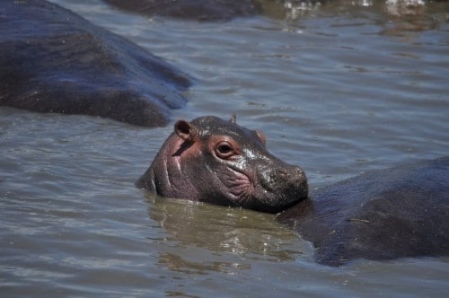 Baby hippo in Serengeti National Park. Travel with World Lifetime Journeys