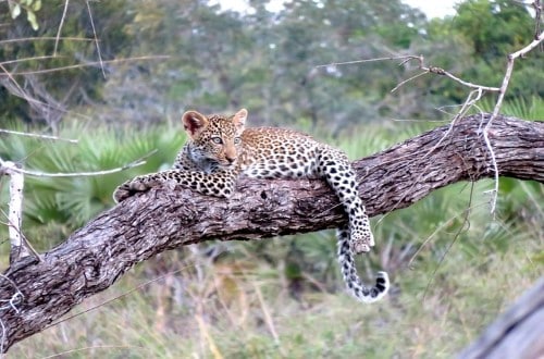 Baby leopard in Serengeti National Park. Travel with World Lifetime Journeys