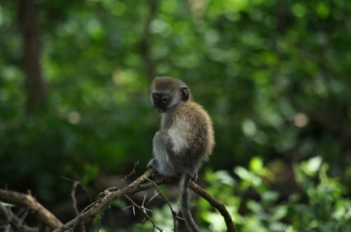 Baby monkey in Lake Manyara National Park trees. Travel with World Lifetime Journeys