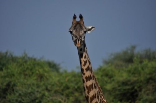 Beautiful giraffe in Lake Manyara. Travel with World Lifetime Journeys