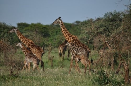 Beautiful giraffes in Serengeti. Travel with World Lifetime Journeys