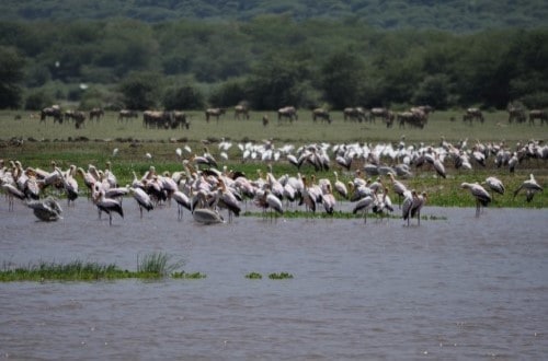 Birds and fauna in Lake Manyara National Park. Travel with World Lifetime Journeys