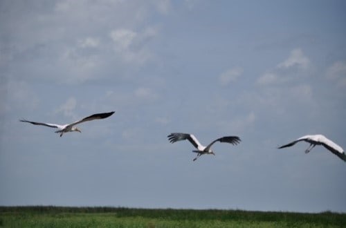 Birds flying in Lake Manyara National Park. Travel with World Lifetime Journeys