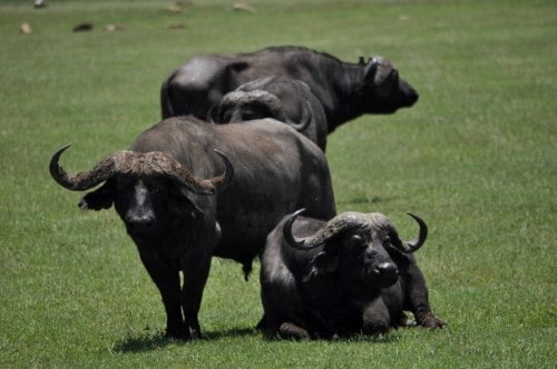 Bufalloes looking at us in Ngorongoro Crater. Travel with World Lifetime Journeys