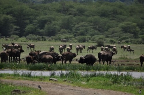 Buffaloes in Lake Manyara National Park. Travel with World Lifetime Journeys