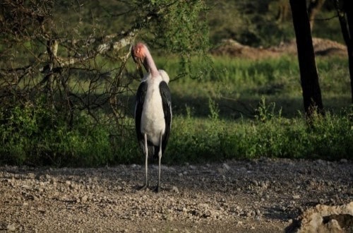 Carnivore bird in Ngorongoro Crater. Travel with World Lifetime Journeys