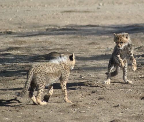 Cheetah cubs in Serengeti National Park. Travel with World Lifetime Journeys