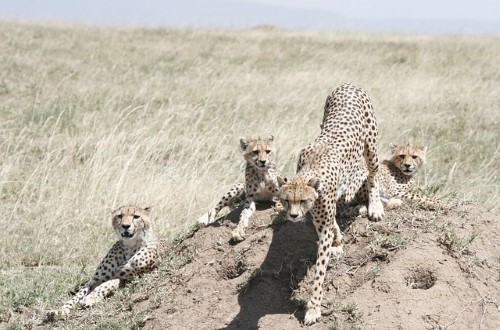 Cheetah with cubs in Serengeti National Park. Travel with World Lifetime Journeys