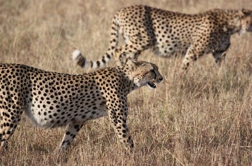 Cheetahs in Serengeti National Park. Travel with World Lifetime Journeys
