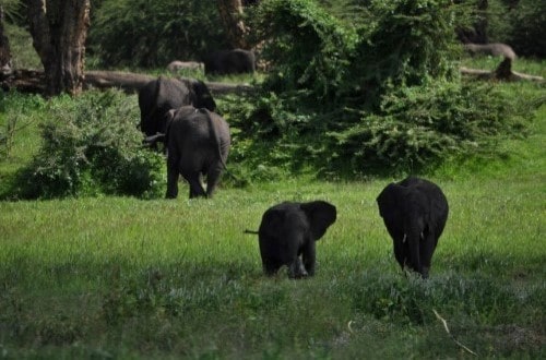 Cute elephants in Ngorongoro Crater. Travel with World Lifetime Journeys