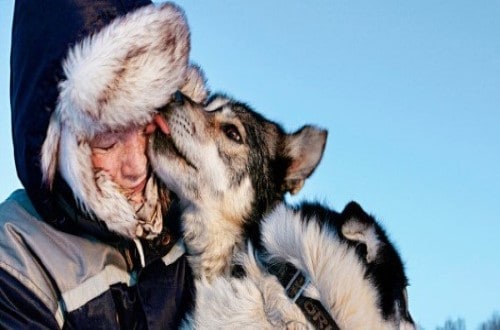 Day 7 Cute baby husky in Kirkenes. Travel with World Lifetime Journeys