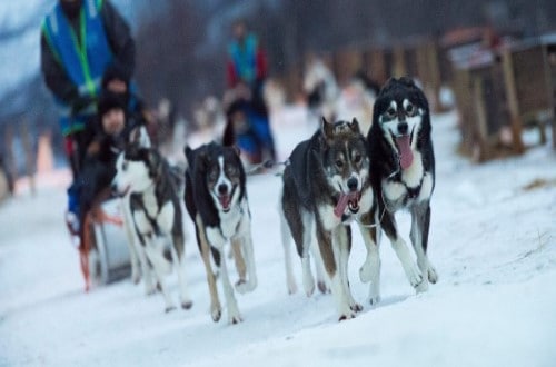 Day 7 Husky sledding adventure in Kirkenes. Travel with World Lifetime Journeys