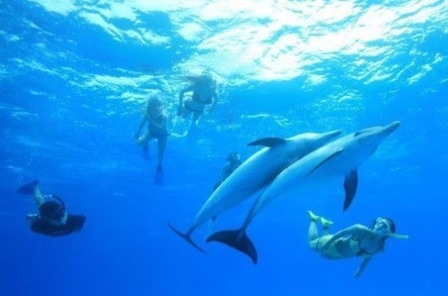 Dolphin Cruise and snorkeling. Travel with World Lifetime Journeys