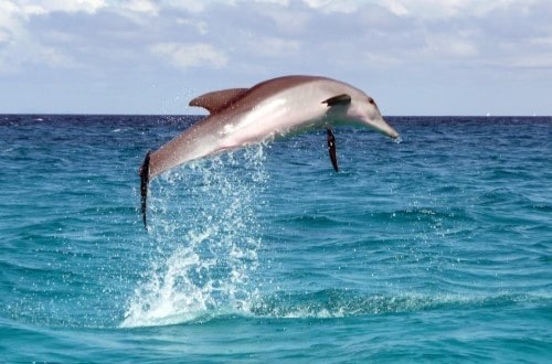 Dolphin leap Zanzibar