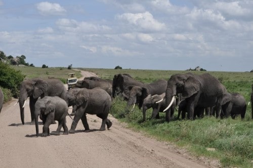 Elephant family crossing the road in Serengeti National Park. Travel with World Lifetime Journeys