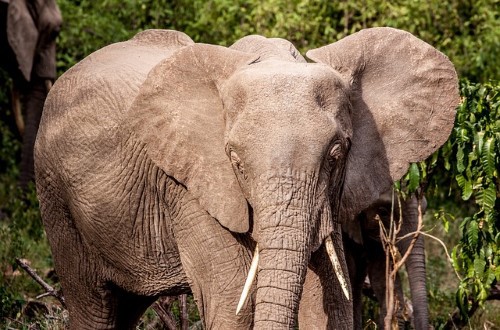 Elephant in Lake Manyara National Park. Travel with World Lifetime Journeys