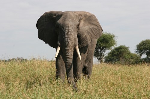 Elephant male in Tarangire National Park. Travel with World Lifetime Journeys