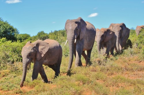 Elephants in Lake Manyara National Park. Travel with World Lifetime Journeys