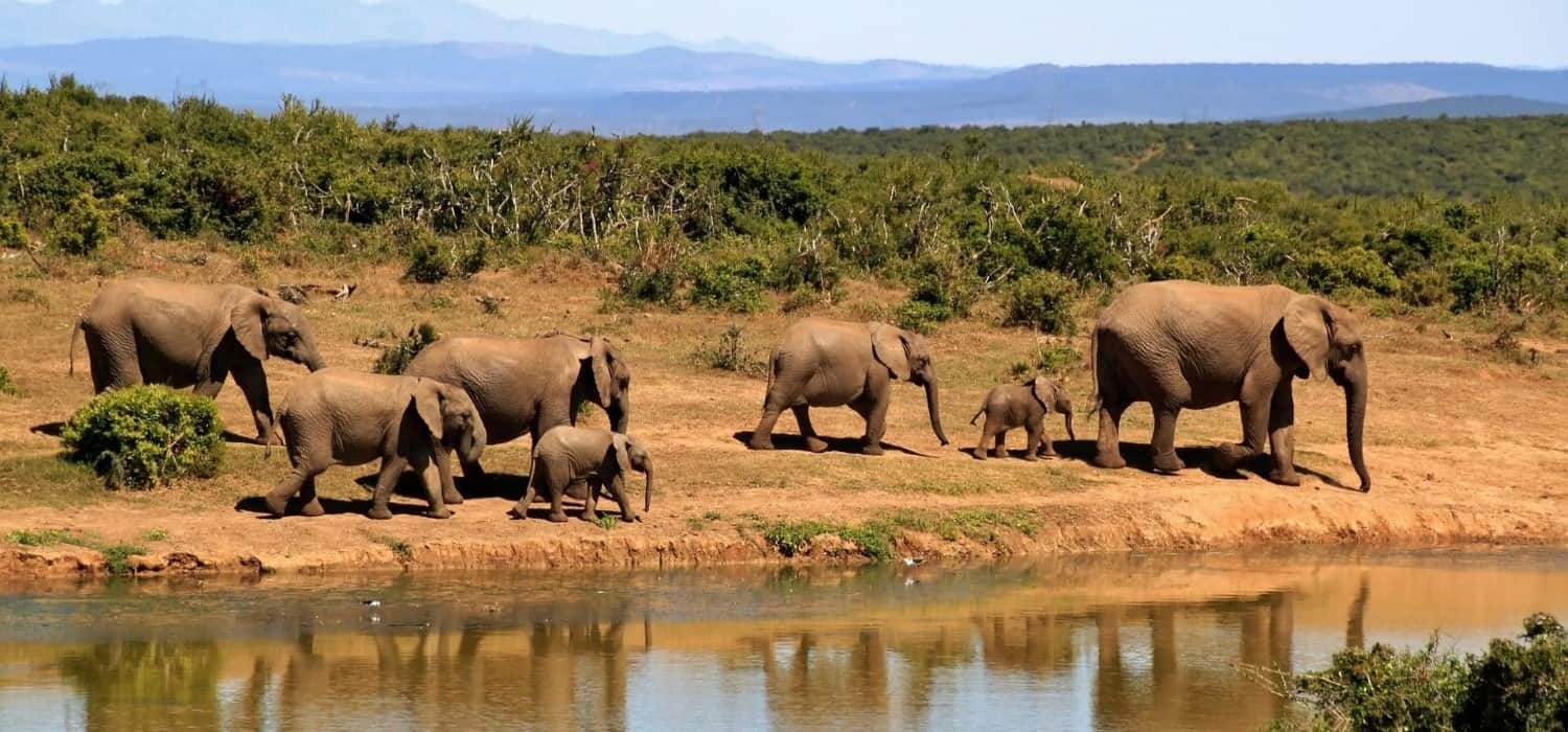 Elephants in Tanzania national parks. Travel with World Lifetime Journeys
