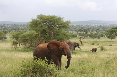 Elephants in Tarangire National Park. Travel with World Lifetime Journeys