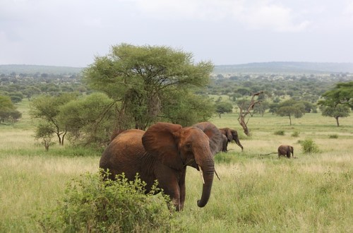 Elephants in Tarangire National Park