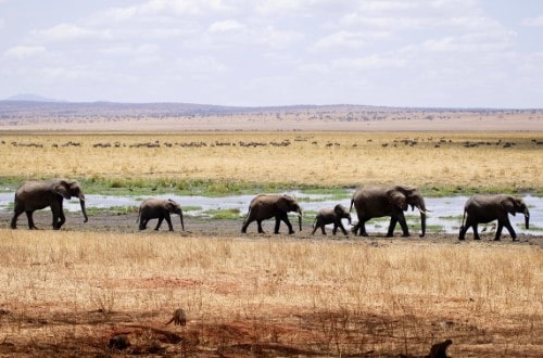 Elephants near Tarangire river