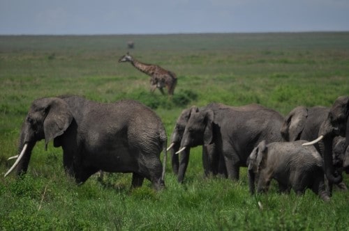 Elephants of Serengeti. Travel with World Lifetime Journeys