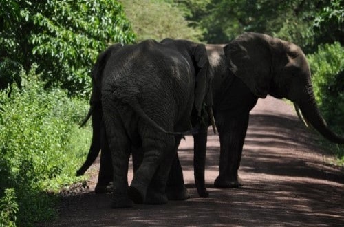 Elephants on the road in Lake Manyara National Park. Travel with World Lifetime Journeys
